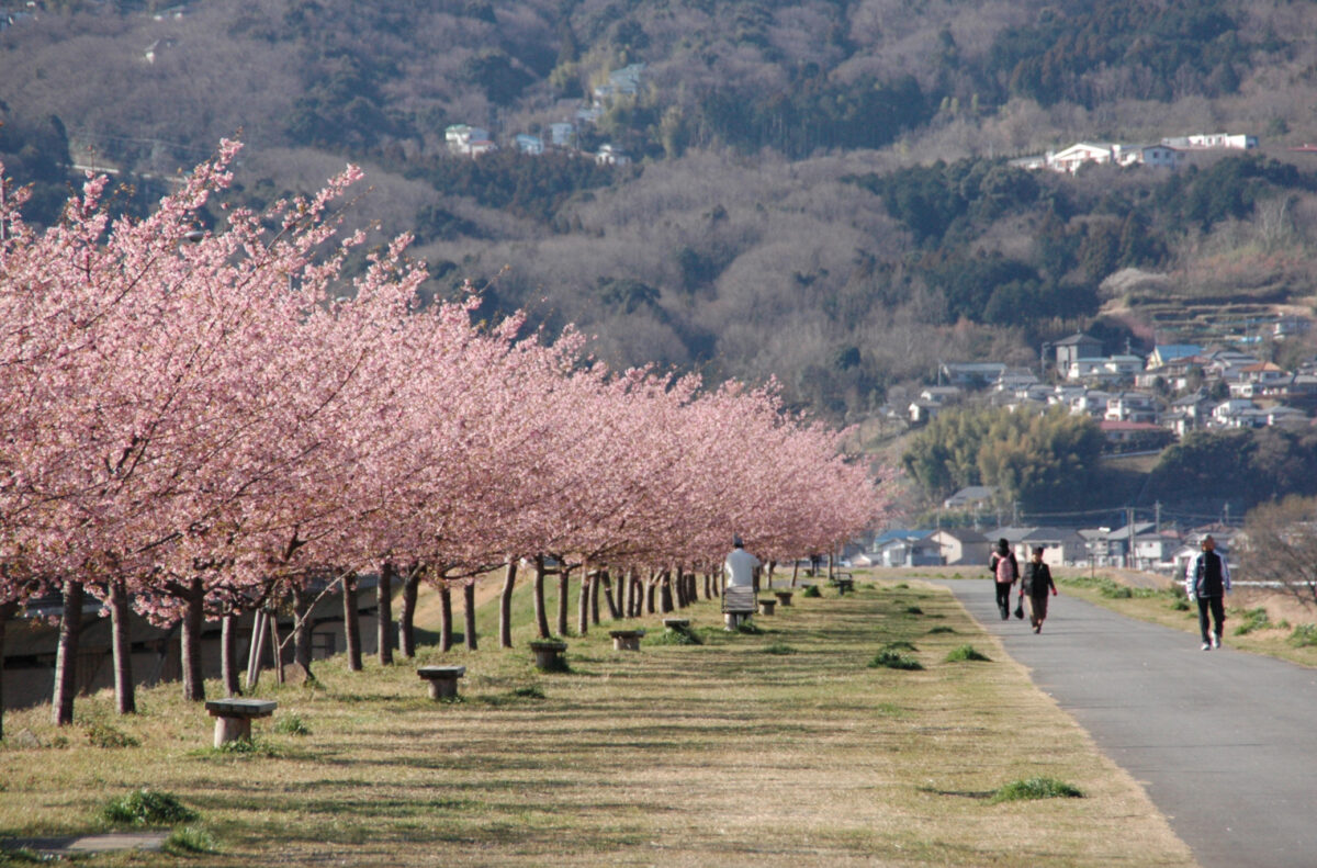 狩野川堤防（城山さくら）の桜